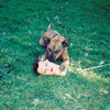 Joyce Manor 'Cody' LP